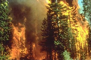300px-Wildfire_in_California