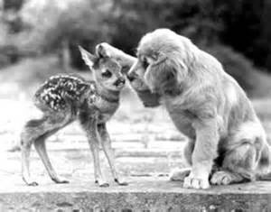 kindness animals