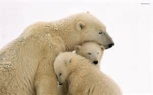 bears with mum