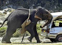 accident with elephant