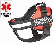 dog-service